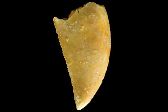 Serrated, Raptor Tooth - Real Dinosaur Tooth #179599